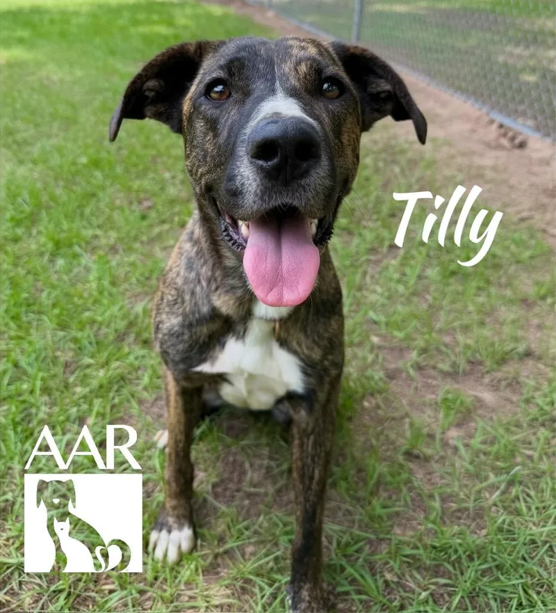 A young large-sized female Plott Hound dog named Tilly for adoption in Magnolia, TX