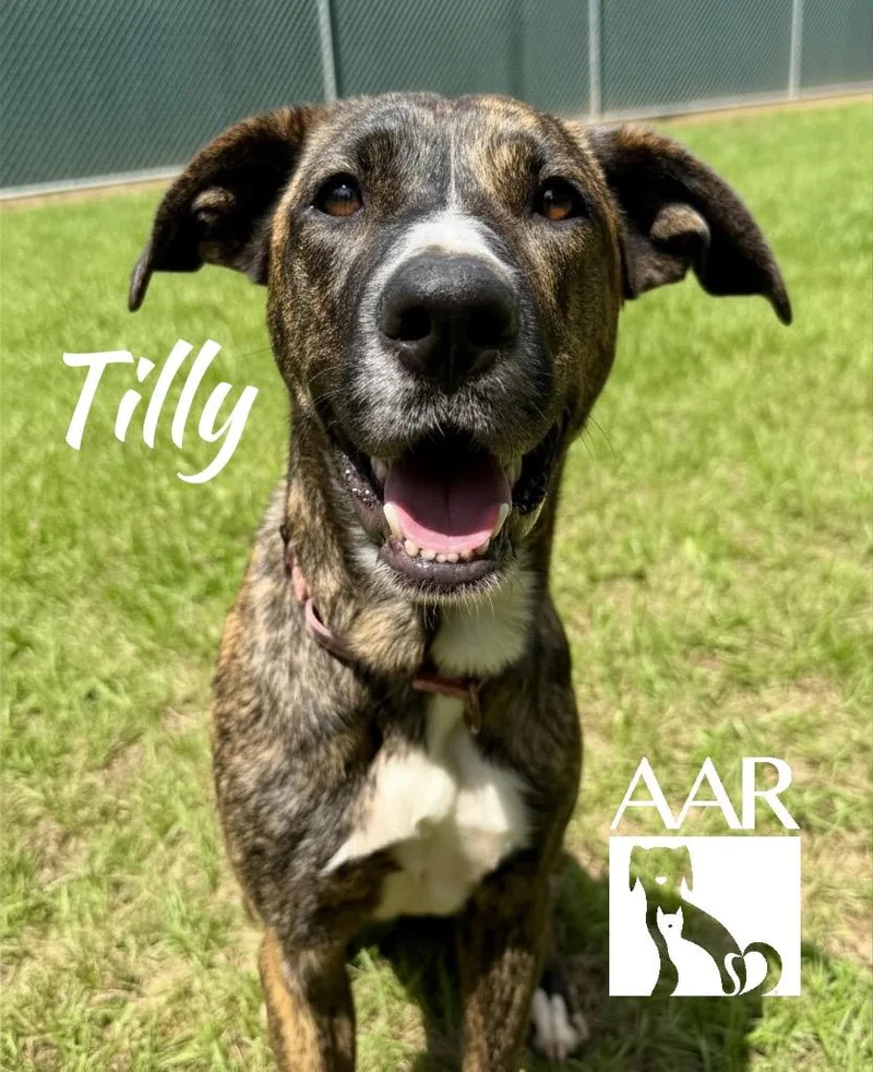 Tilly thumbnail 3