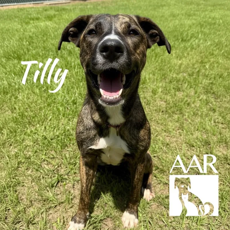 Tilly thumbnail 4