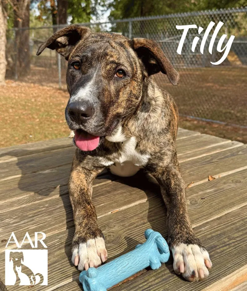 Tilly thumbnail 5