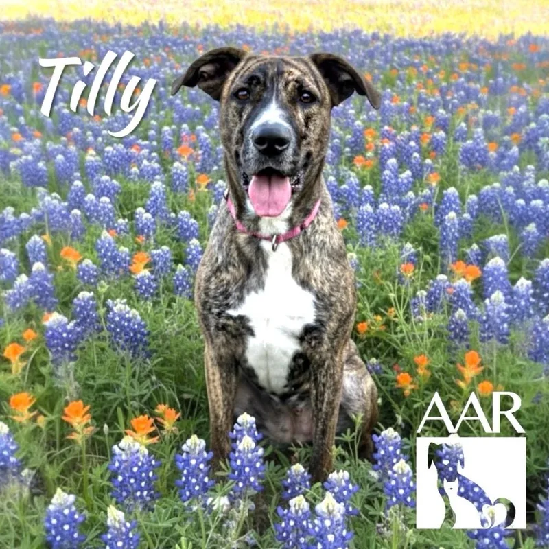 Tilly thumbnail 6