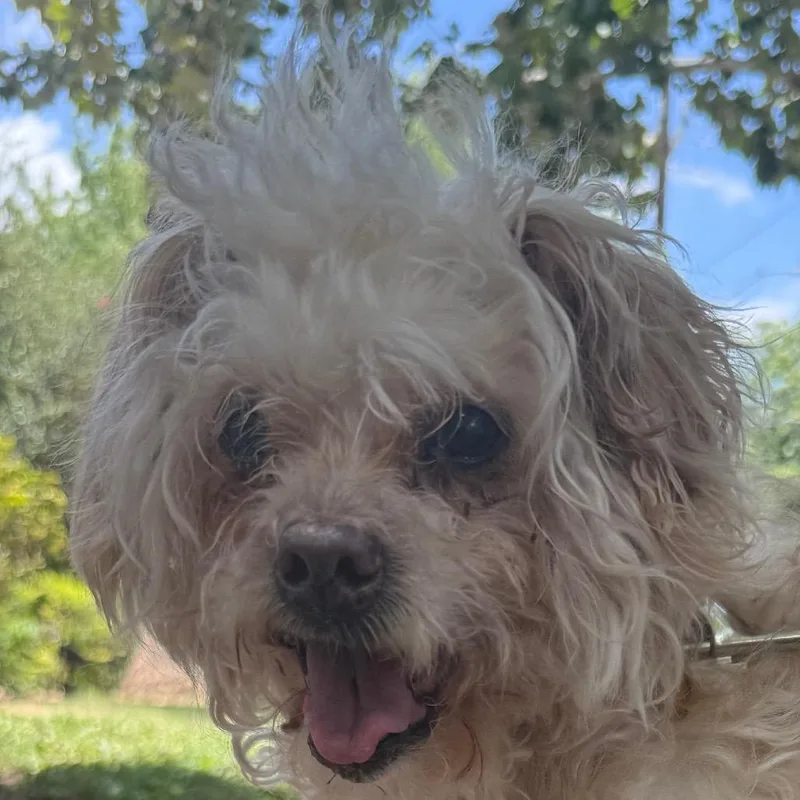 A senior small-sized male Yellow / Tan / Blond / Fawn Maltese dog named Corbin for adoption in San Antonio, TX