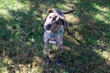 An adult medium-sized female Pit Bull Terrier dog named Cupcake for adoption in Kansas City, MO