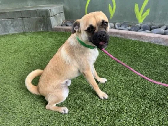 A young small-sized male Pug dog named Rocky for adoption in Chatsworth, CA
