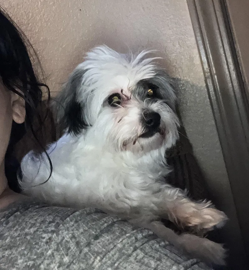 An adult small-sized female White / Cream Shih Tzu dog named Pepper Anne for adoption in Henderson, NV