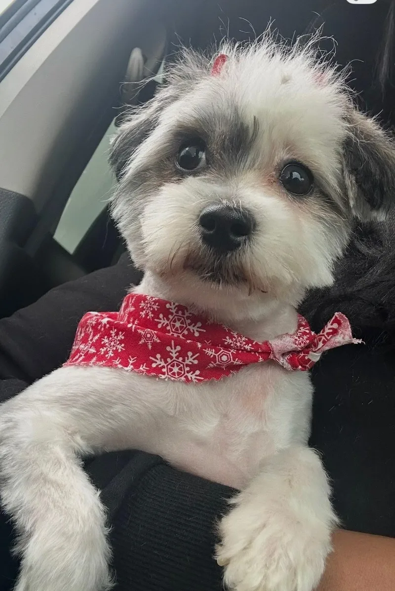 Pepper Anne thumbnail 2