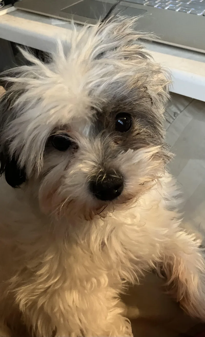 Pepper Anne thumbnail 4