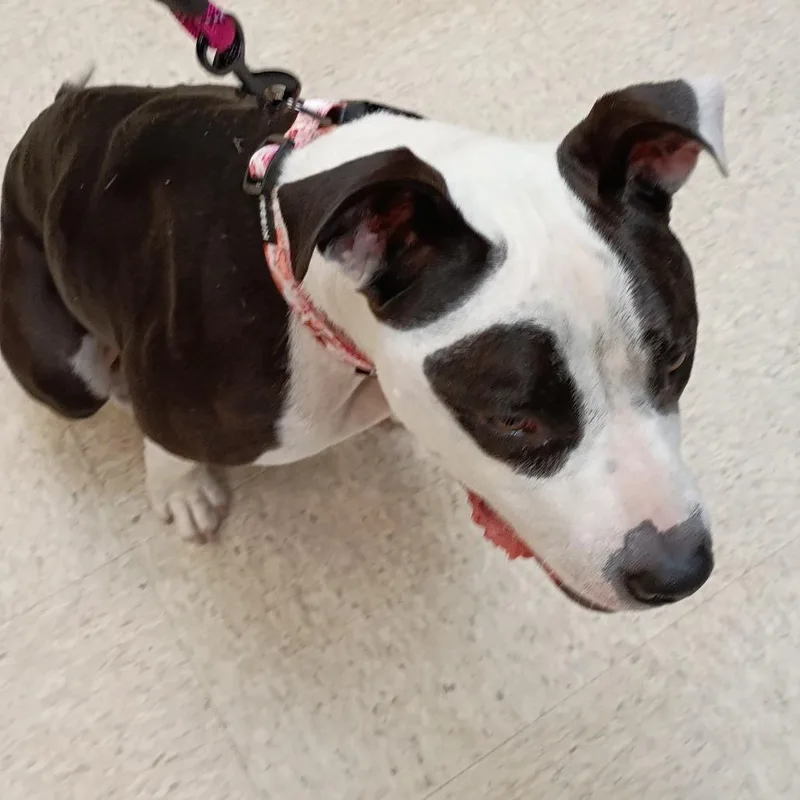 An adult medium-sized female Black Mixed Breed dog named Straylaureldrive"piper" for adoption in Columbus, GA