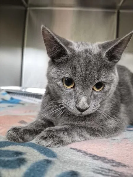 A young small-sized male Domestic Short Hair cat named Nfc for adoption in Lawrenceville, GA