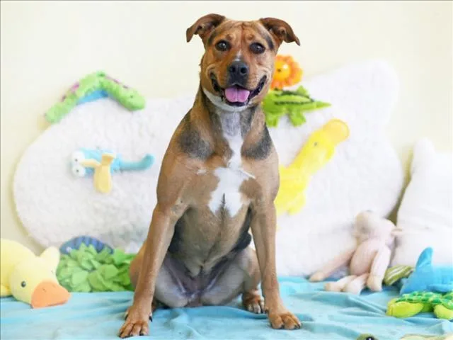 An adult large-sized female Black Mouth Cur dog named Piper for adoption in Tavares, FL
