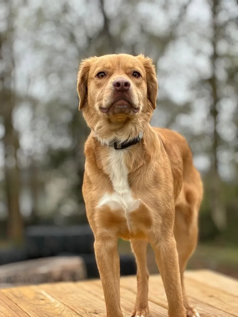 A young medium-sized male Hound dog named Alvin for adoption in Bloomington, IN