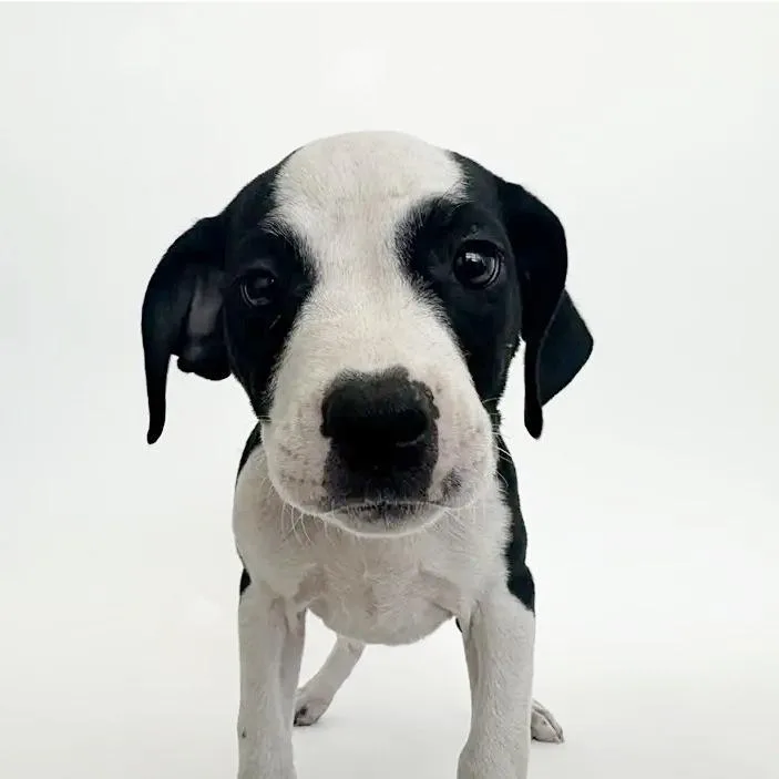A baby small-sized female Black Boxer dog named Mummy for adoption in Saint Louis, MO