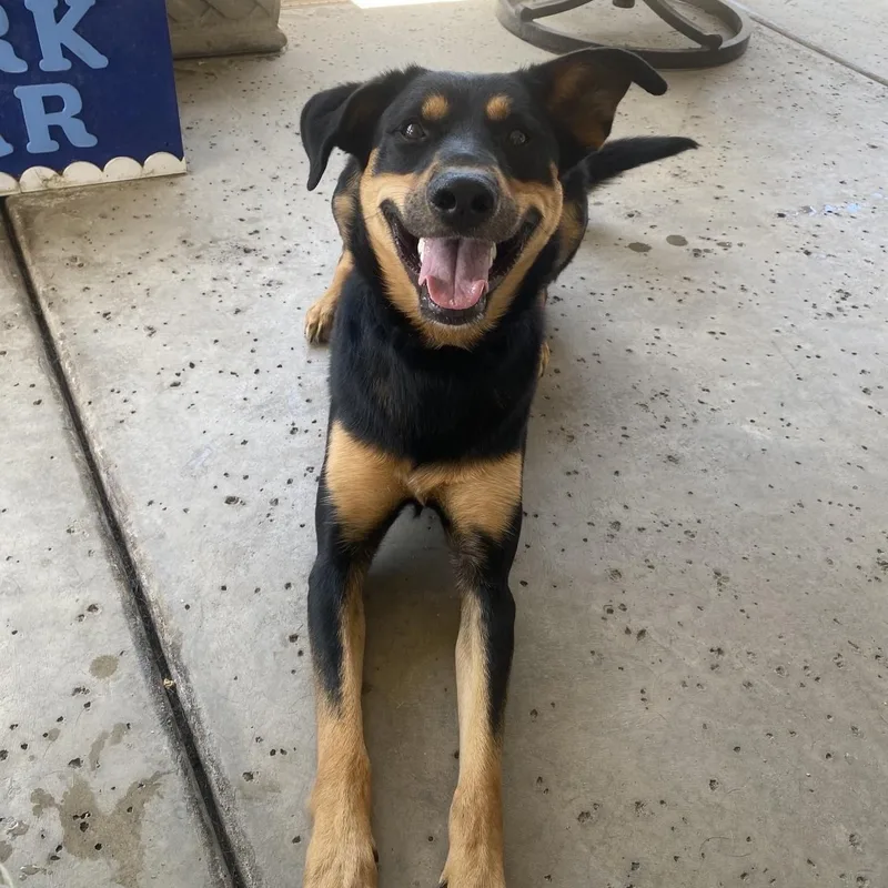 An adult medium-sized male Rottweiler dog named Cricket for adoption in Gilbert, AZ