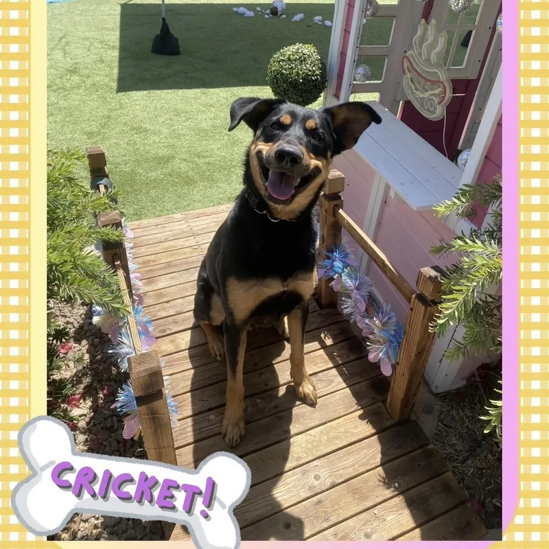 Cricket thumbnail 2