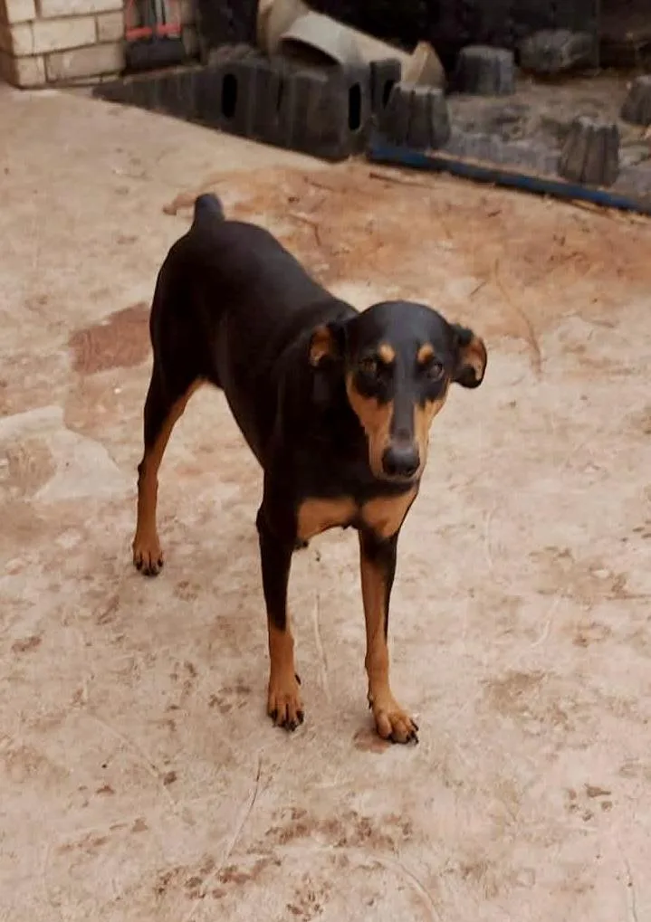 An adult medium-sized female Doberman Pinscher dog named Sasha for adoption in Mcallen, TX