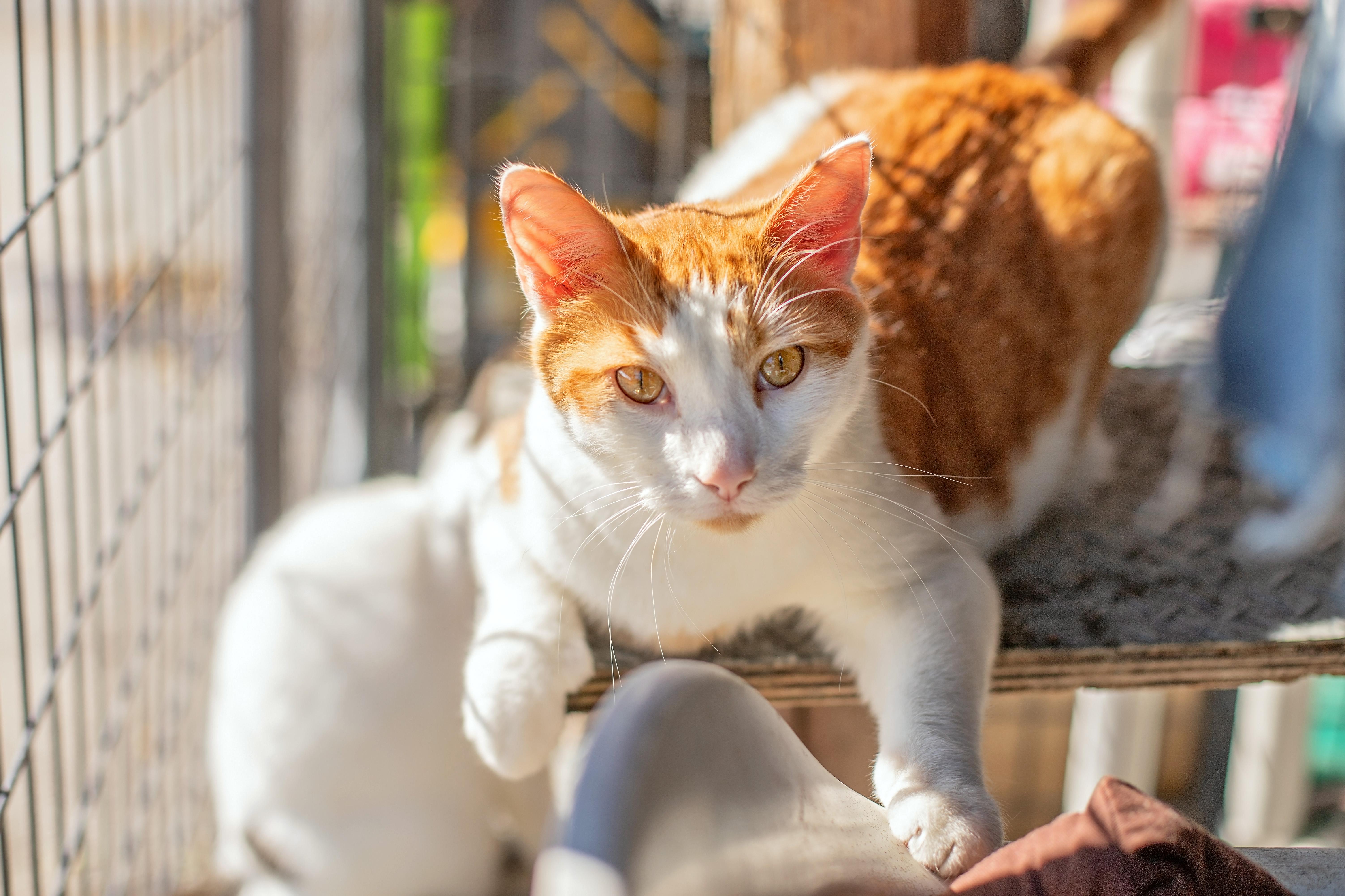 Ozzy & Toto thumbnail 2