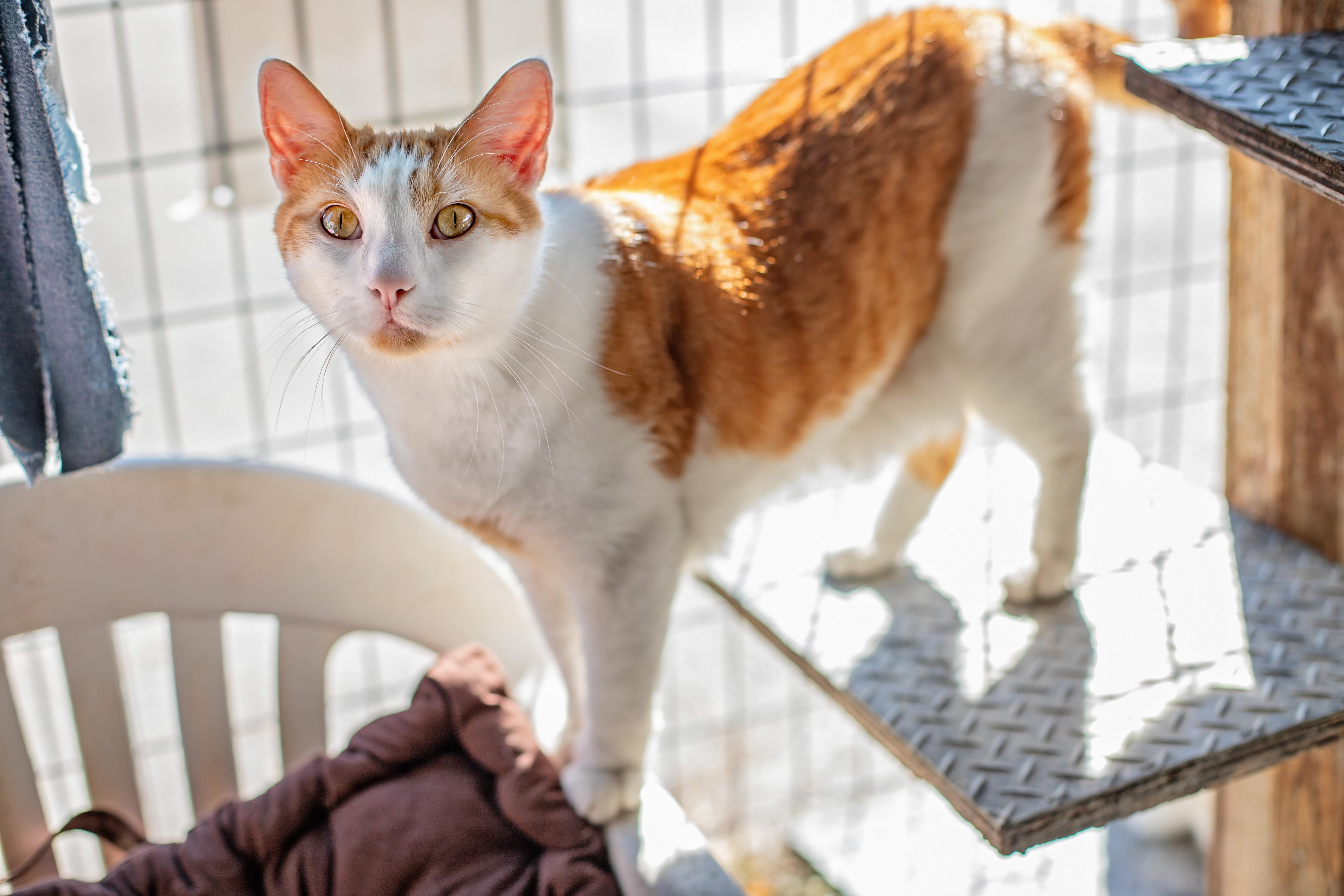 Ozzy & Toto thumbnail 3