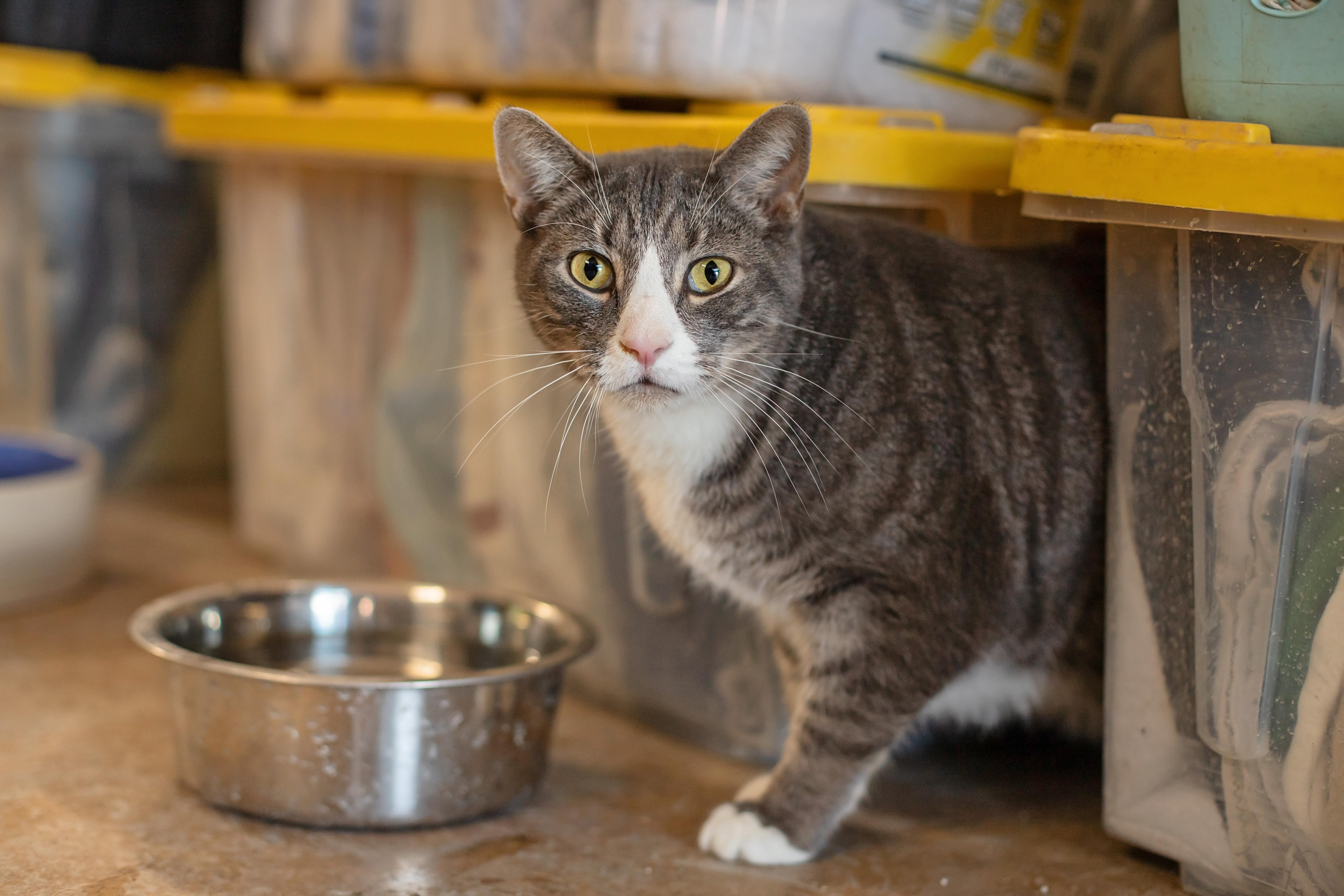 Ozzy & Toto thumbnail 4