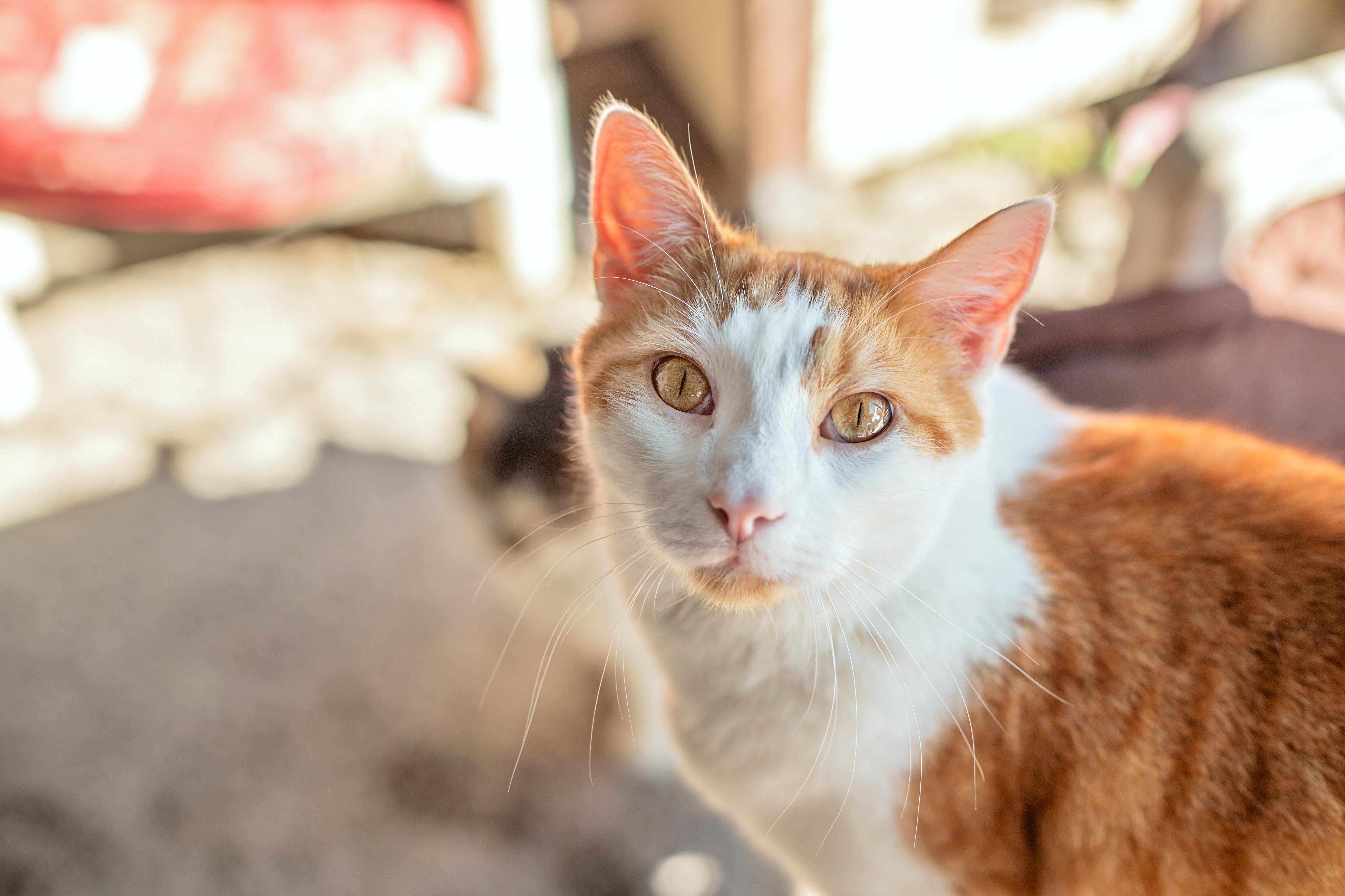 Ozzy & Toto thumbnail 5