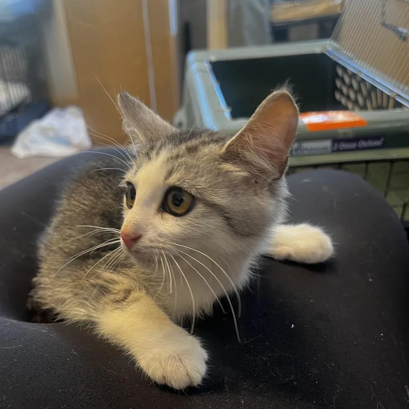 A baby small-sized male Domestic Medium Hair cat named Hickory for adoption in Pasadena , MD