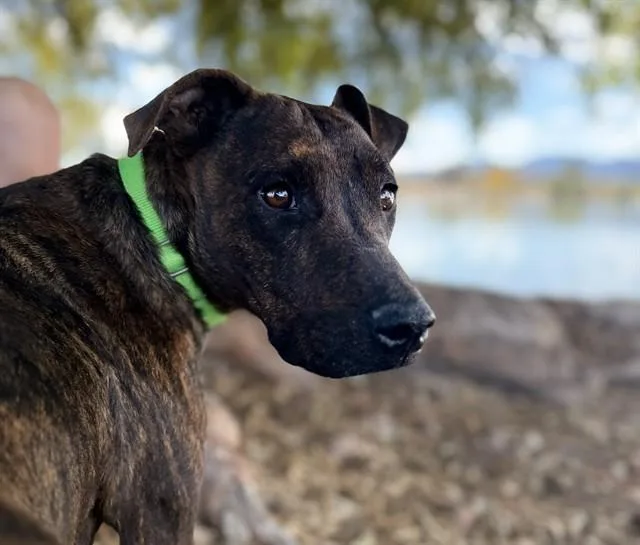 Magnolia thumbnail 2