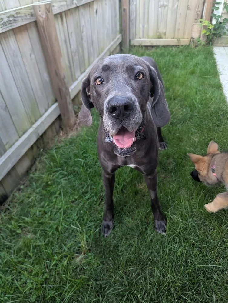 An adult large-sized female Great Dane dog named Susie for adoption in Columbus, OH