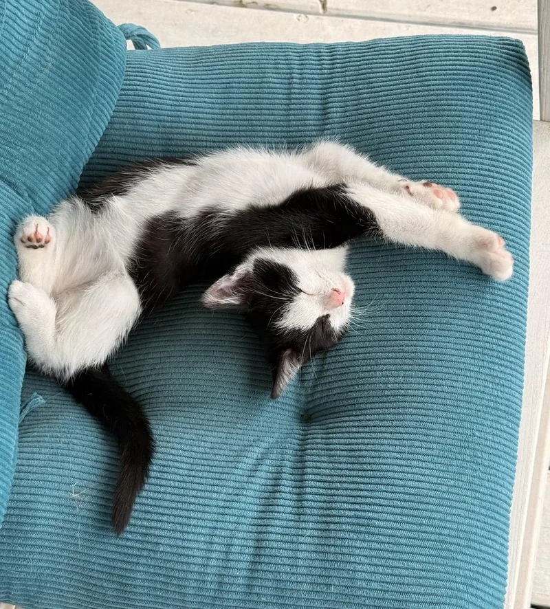 A baby small-sized male Black & White / Tuxedo Domestic Short Hair cat named Indy for adoption in Hartville, OH