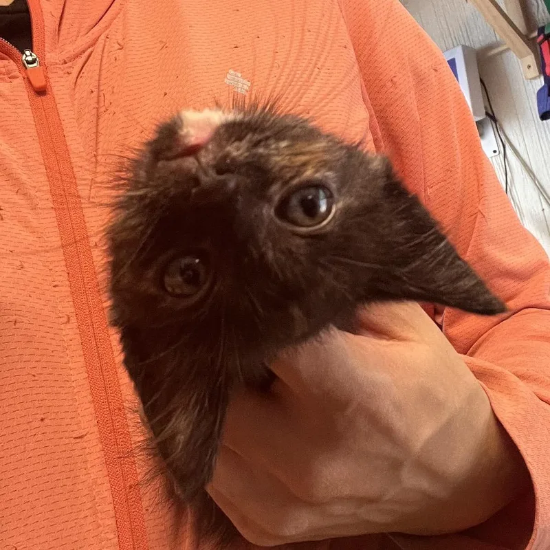 A baby small-sized female Domestic Medium Hair cat named Pinto for adoption in Clarksville, AR