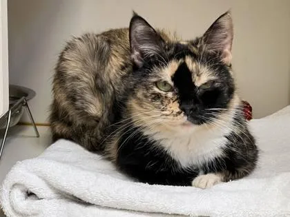 An adult medium-sized female Domestic Short Hair cat named Cleopatra for adoption in Fairfax, VA
