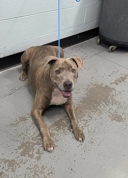 An adult large-sized male Pit Bull Terrier dog named Boomer for adoption in Sacramento, CA
