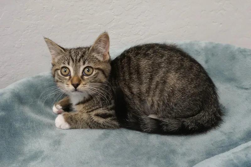 A baby small-sized female Domestic Short Hair cat named Prickly Pear for adoption in Fountain Hills, AZ