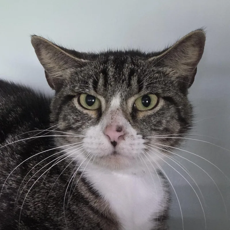 An adult medium-sized male Brown / Chocolate Domestic Short Hair cat named Hank for adoption in Leander, TX