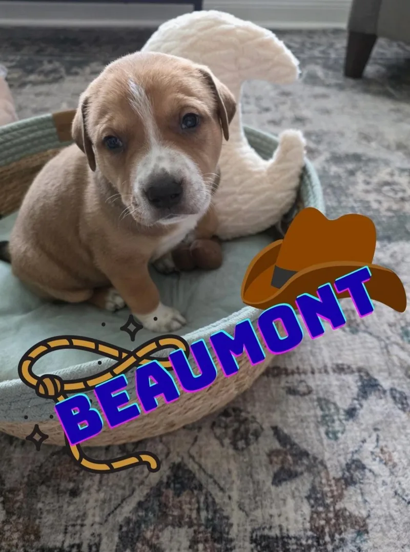 A baby small-sized male Anatolian Shepherd dog named Beaumont for adoption in merrillville, IN