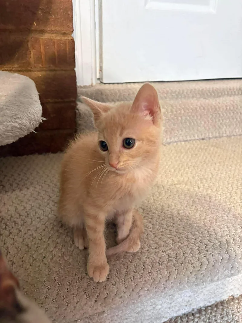 A baby medium-sized male Orange & White Domestic Short Hair cat named Cash for adoption in Aberdeen, NC