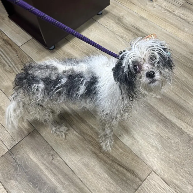 A baby small-sized female White / Cream Terrier dog named Elwood for adoption in Newark, NJ