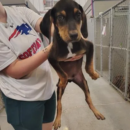 A baby large-sized male Mixed Breed dog named Victor for adoption in Munster, IN