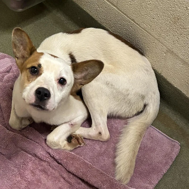 An adult large-sized male White / Cream Australian Cattle Dog / Blue Heeler dog named Butterball for adoption in Harrisonburg, VA