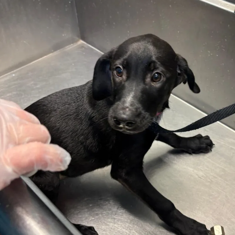 A baby medium-sized male Black Labrador Retriever dog named Xander for adoption in South Elgin, IL