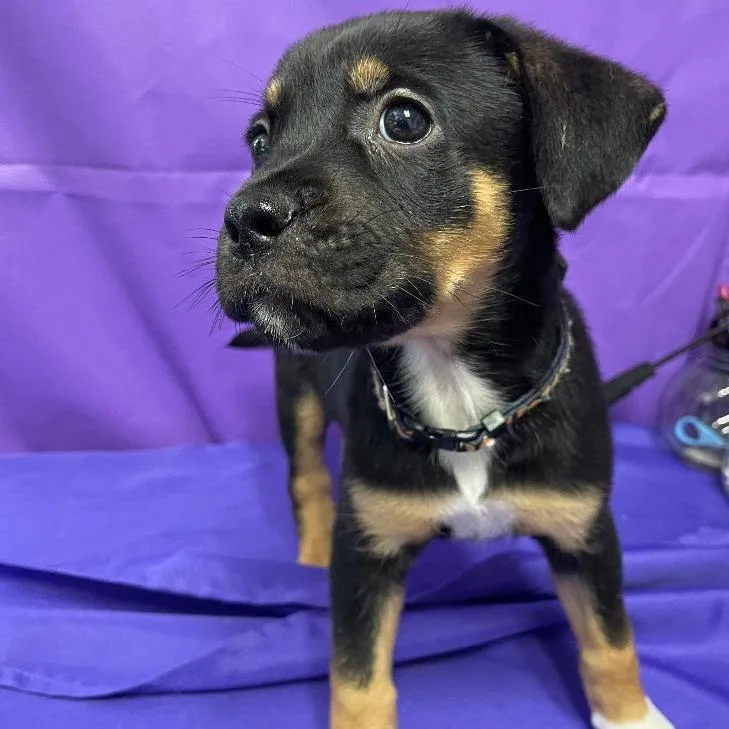A baby small-sized female Black Shepherd dog named Obsidian for adoption in North Myrtle Beach, SC