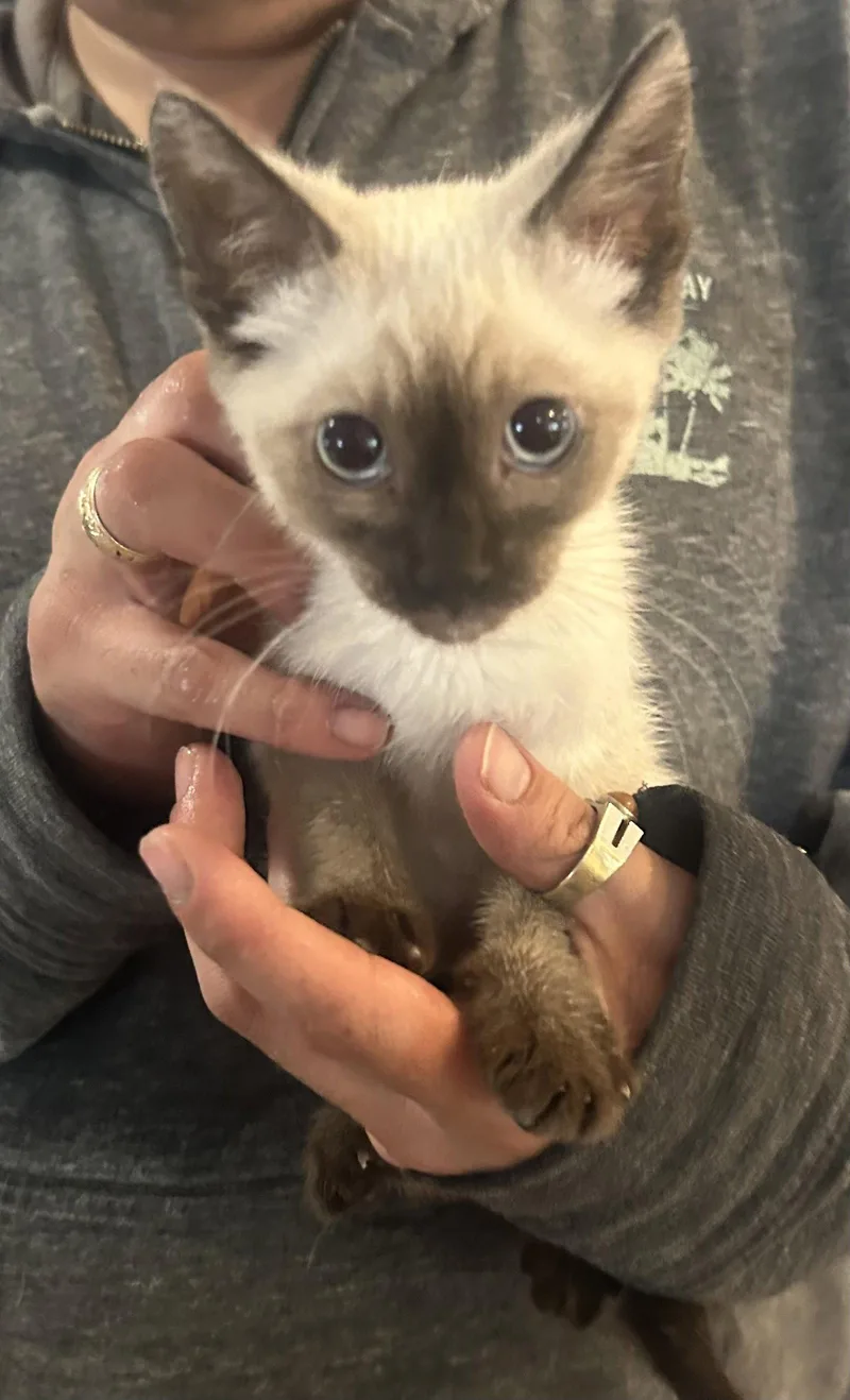 A baby medium-sized female Siamese cat named Lollipop for adoption in Napa, CA