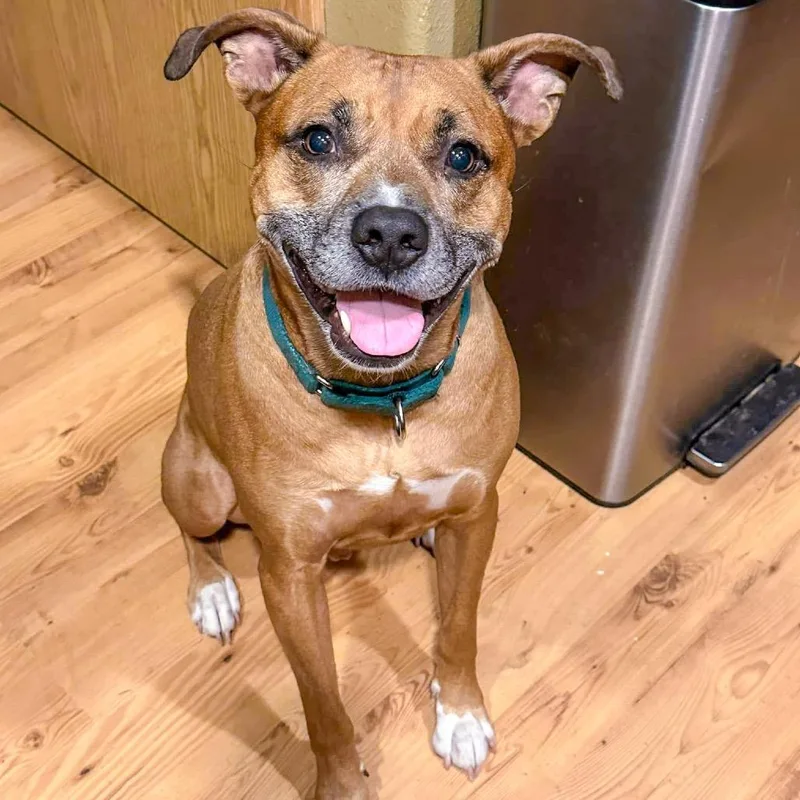 A senior large-sized male Boxer dog named Loki for adoption in McMinnville, OR