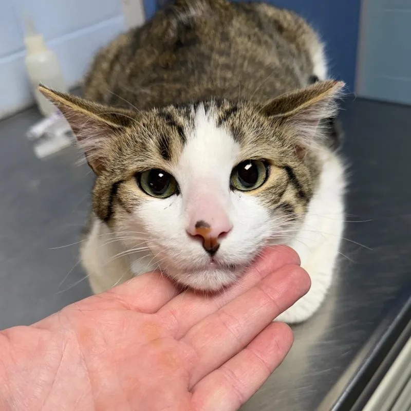 A young large-sized male Brown / Chocolate Domestic Short Hair cat named Milton for adoption in DeKalb, IL
