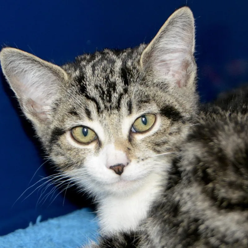 A baby small-sized female Black Domestic Short Hair cat named Nala for adoption in Los Angeles, CA