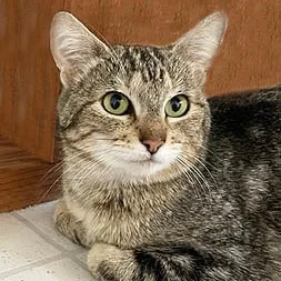 An adult medium-sized female Abyssinian cat named Alissa for adoption in Tiburon, CA