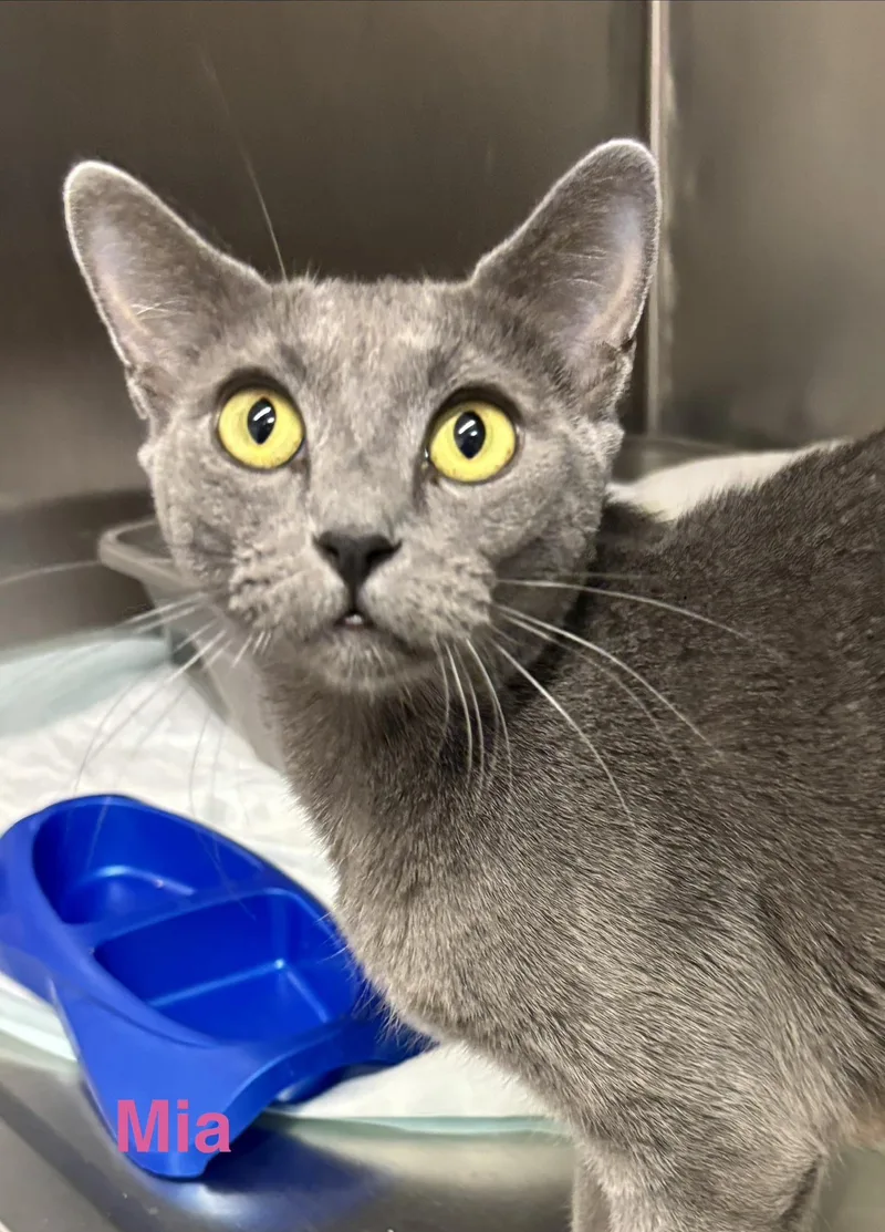An adult medium-sized female Gray / Blue / Silver Russian Blue cat named Mia for adoption in Las Vegas, NV