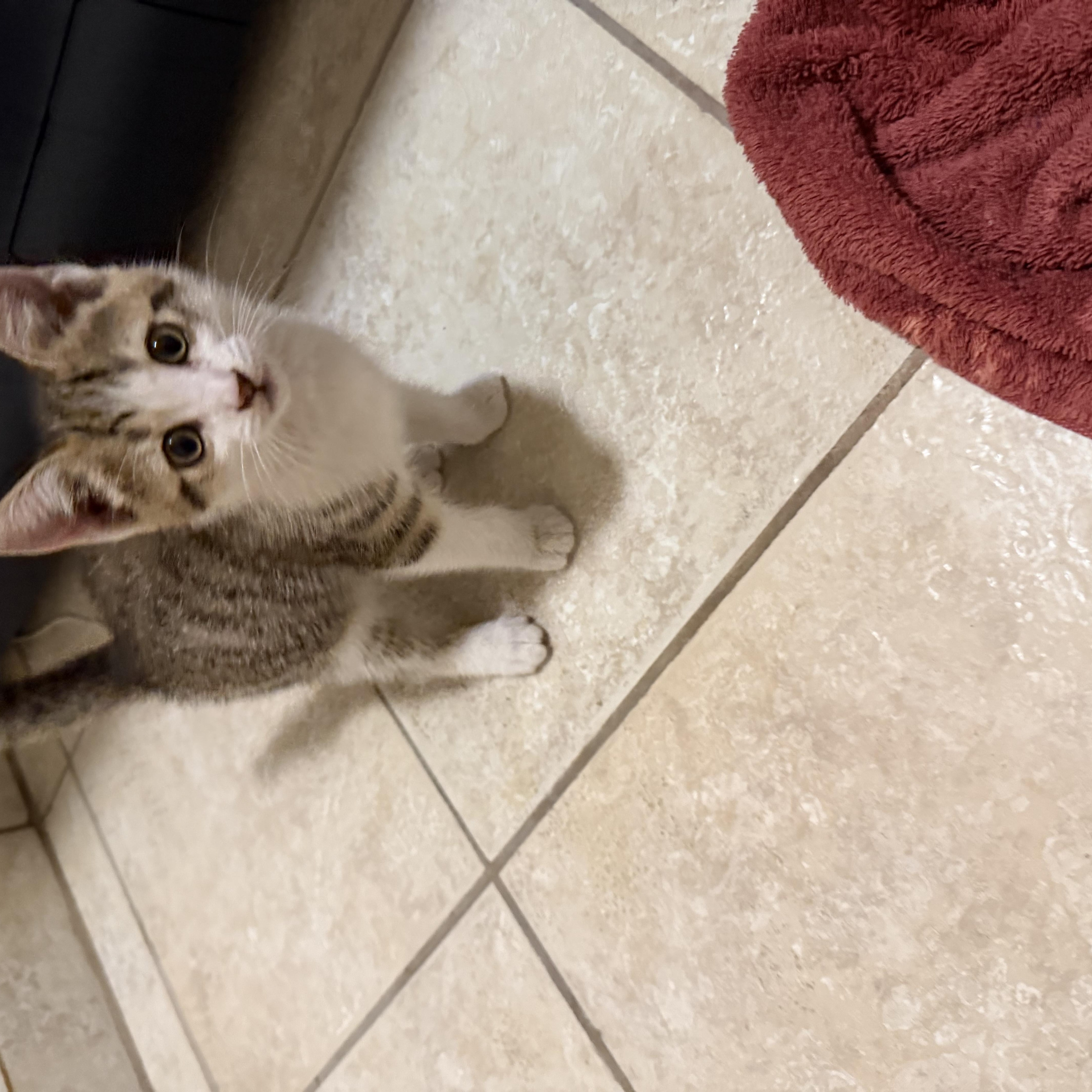 A baby medium-sized female Gray & White Domestic Short Hair cat named Sweet Pea for adoption in Gilroy, CA