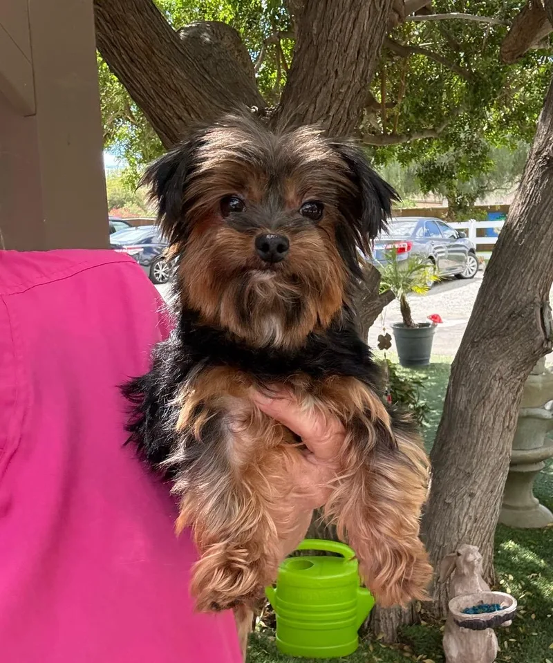 An adult small-sized female Black Yorkshire Terrier dog named Mckenzie for adoption in Temecula, CA