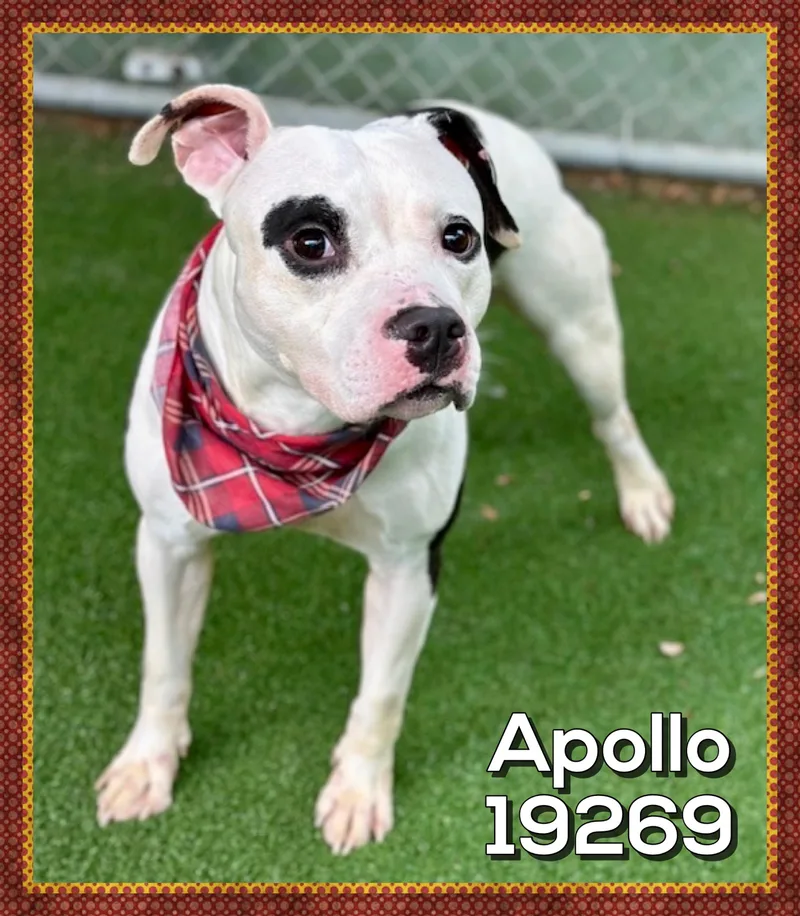 An adult medium-sized male Black American Staffordshire Terrier dog named Apollo for adoption in Marietta, GA
