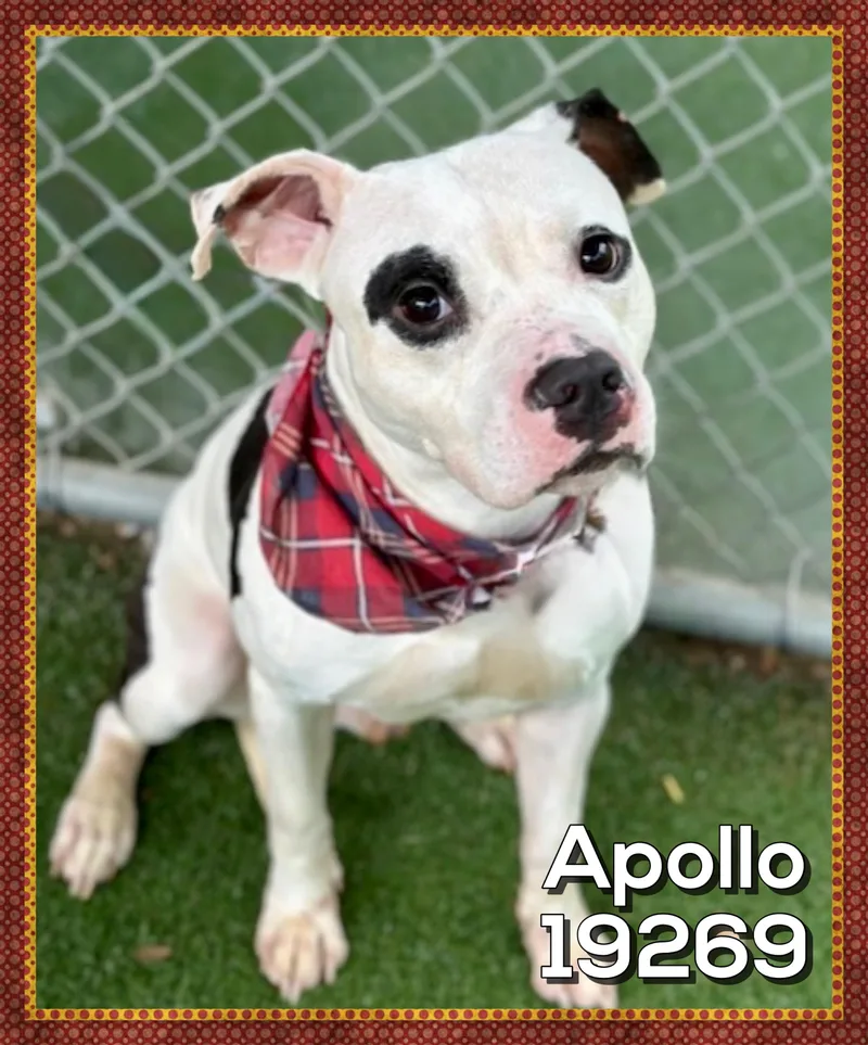 Apollo thumbnail 2