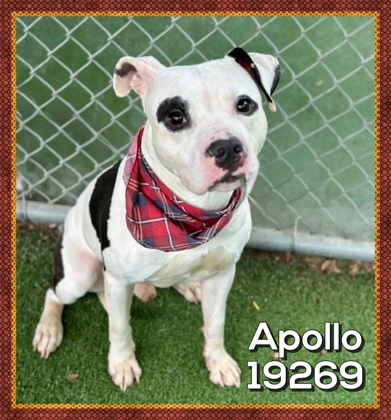 Apollo thumbnail 4